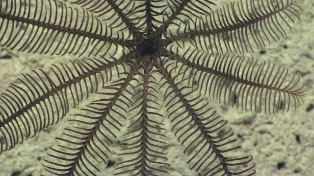 A stalked crinoid, sometimes called a 