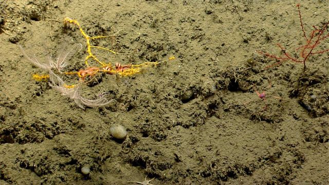 Two white feather stars on a small yellow Paramuricean coral that also hosts a large brittle star Picture