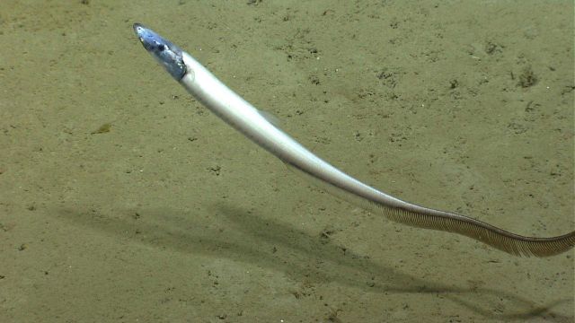 Deep sea fish Picture