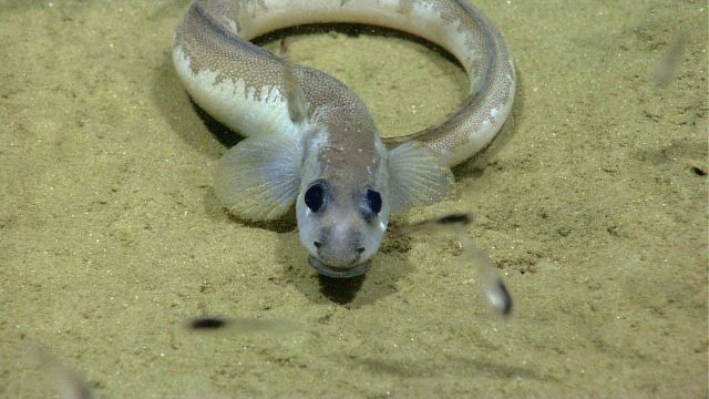 Deep sea fish Picture
