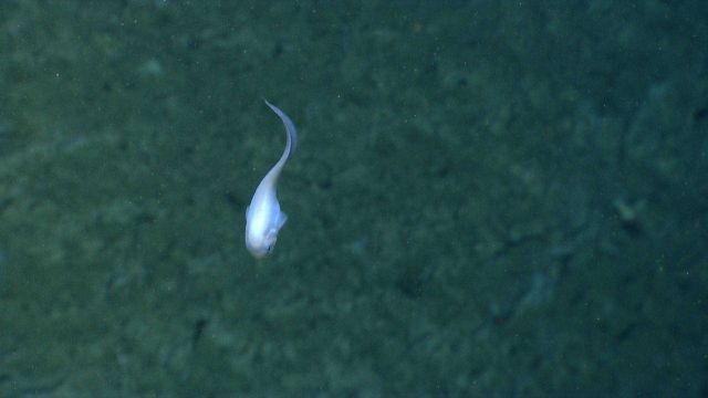 Deep sea fish Picture
