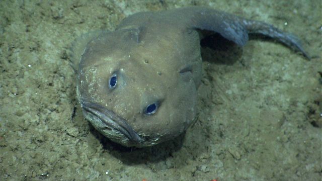 Deep sea fish Picture