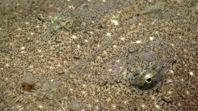 Deep sea fish Picture