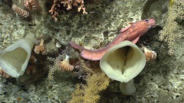 Orange rockling (Gaidropsarus sp.) on a vertical wall with sponges, cup corals, and small octocorals. Picture