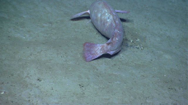 Tail view of an orange rockling (Gaidropsarus sp.) on a mud bottom. Picture