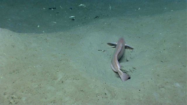An orange rockling (Gaidropsarus sp.) laying in a depression. Picture