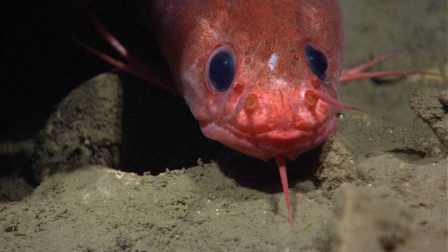 Several different fish species, including this orange rockling (Gaidropsarus sp Picture
