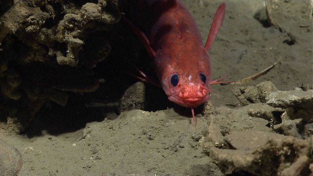 Several different fish species, including this orange rockling (Gaidropsarus sp Picture