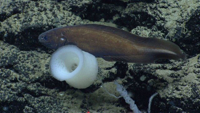 Deep sea fish. Pudgy cusk eel (Spectrunculus grandis) Picture