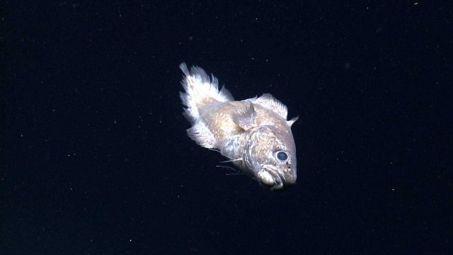 Deep sea fish. Some sort of disheveled, ratty looking eel Picture