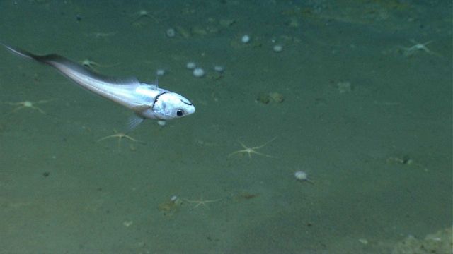 Deep sea fish. An acrobatic rattail swims upside down Picture