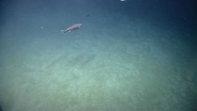 Deep sea fish. Vertical eel Picture