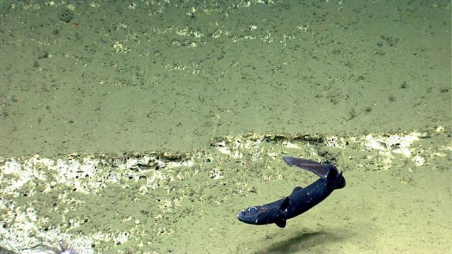 Deep sea fish. Vertical fish that seems to have been attacked Picture