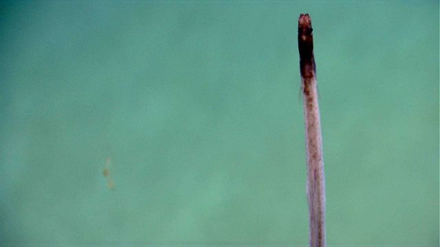 Deep sea fish. Vertical fish Picture