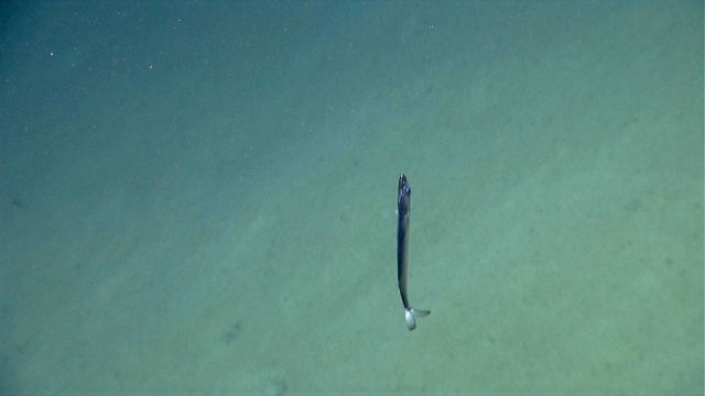 Deep sea fish. Gempylid fish, possibly snake mackerel (Nealotus tripes) Picture
