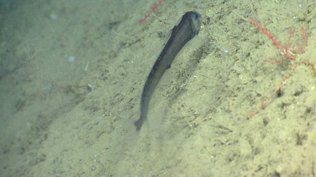 Deep sea fish. Dragonfish (Stomias sp.) ? Red swiftia corals Picture