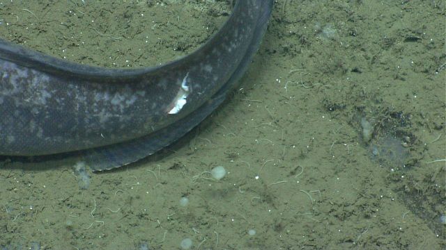 Deep sea fish. Lucky fish - only provided hors d'oeuvres and not the main course Picture