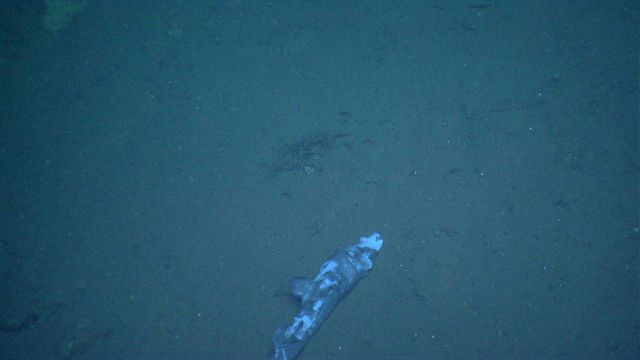Deep sea fish. Remains of dogfish on bottom. Why no crabs or other scavengers? Picture
