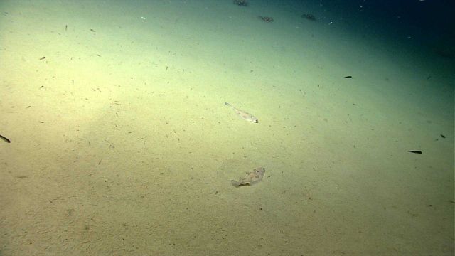 Deep sea fish. Two witch flounders on the bottom Picture