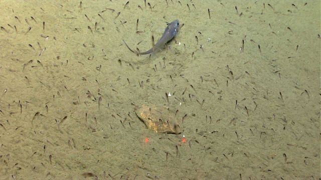 A swarm of krill? juvenile fish? with a grenadier/rattail close to the sea floor and a crab buried in the sediment. Picture