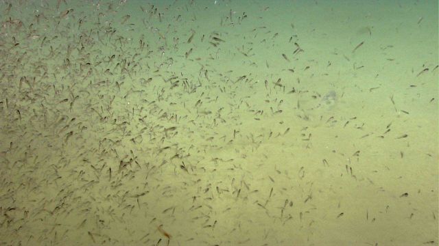 The black swimming organisms appear to be a type of juvenile fish while the organism with a partially red body at the bottom center is probably a type Picture