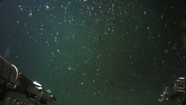 Squid, small fish, and possibly krill swarming like galaxies Picture