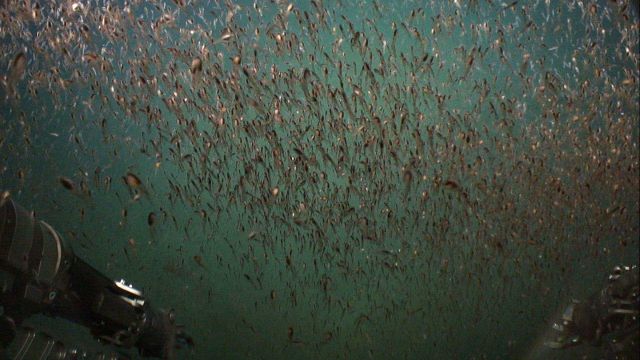Juvenile fish? small squid? krill? swarming near to Deep Discoverer. Picture