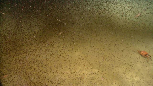 Sea floor seen through a swarm of small organisms. Picture