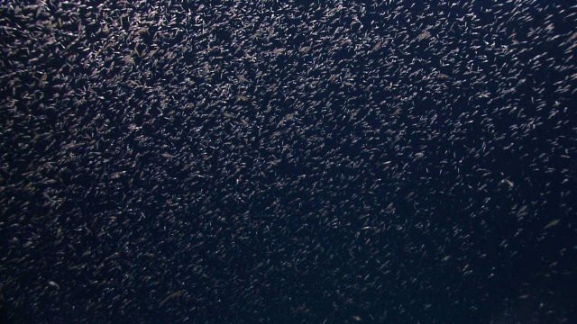 A swarm of krill seen against the backdrop of the eternal darkness of the deep sea. Picture