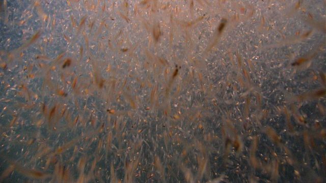 A swarm of krill. Picture