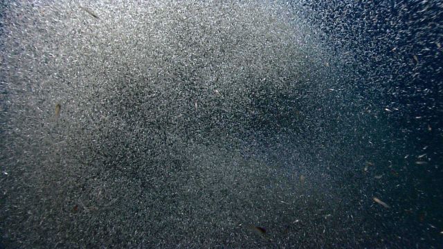 A swarm of krill with larger predators. Picture