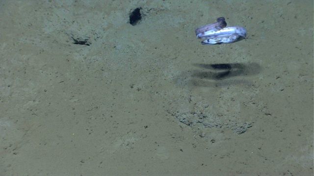 Deep sea fish - A spotted eel Picture