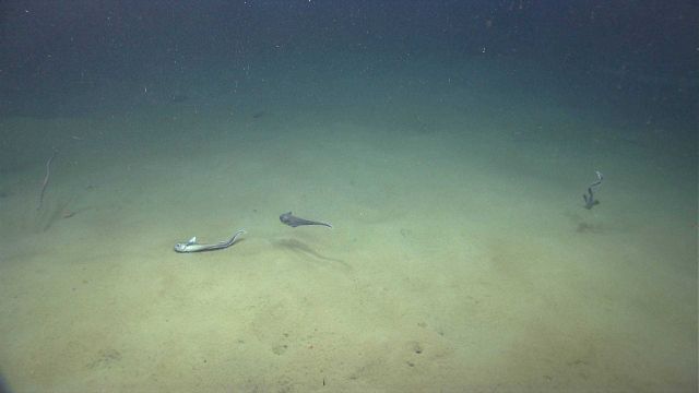 Deep sea fish. Three grenadier / rattails with an eel on the left Picture
