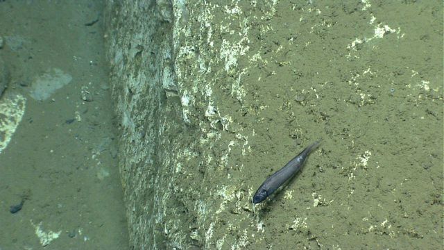 Deep sea fish at edge of a vertical ledge. Picture