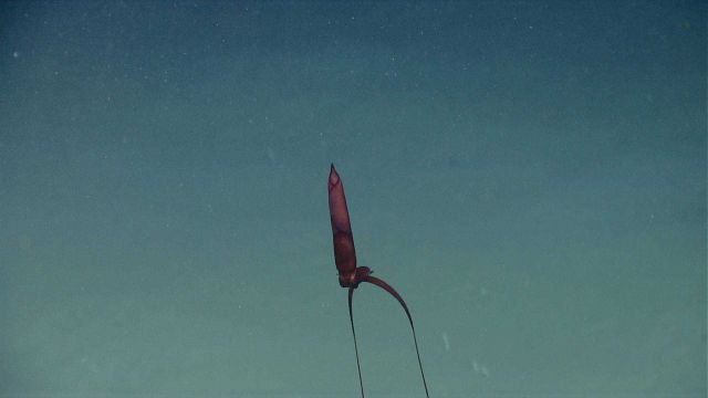 A spectacular deep sea squid (Mastigoteuthis sp.), known as a whiplash squid. Picture