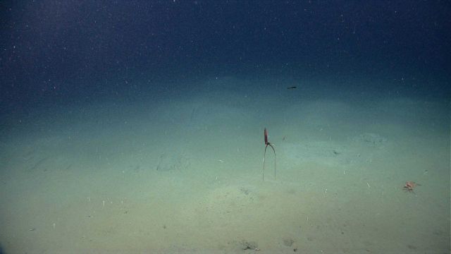 A spectacular deep sea squid (Mastigoteuthis sp.), known as a whiplash squid. Picture