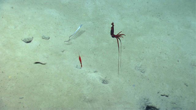 A spectacular deep sea squid (Mastigoteuthis sp.), known as a whiplash squid. Picture