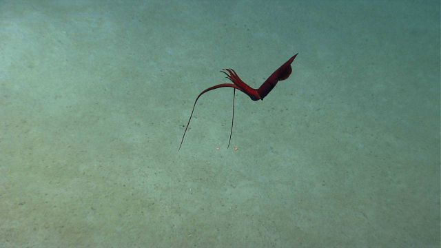 A spectacular deep sea squid (Mastigoteuthis sp.), known as a whiplash squid. Picture