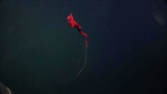 A spectacular deep sea squid (Mastigoteuthis sp.), known as a whiplash squid. Picture