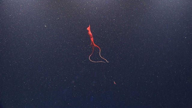 A spectacular deep sea squid (Mastigoteuthis sp.), known as a whiplash squid. Picture