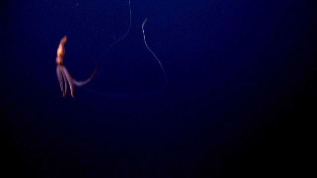 A large squid seen in the water column. Picture