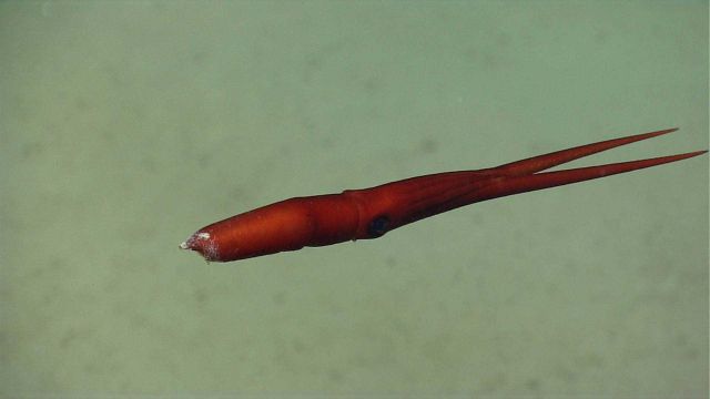 A spectacular deep sea squid (Mastigoteuthis sp.), known as a whiplash squid. Picture