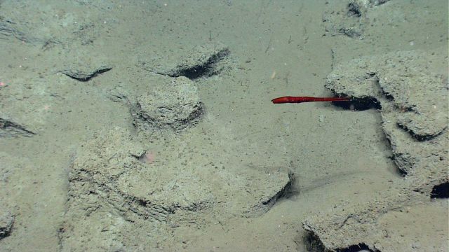 A spectacular deep sea squid (Mastigoteuthis sp.), known as a whiplash squid. Picture