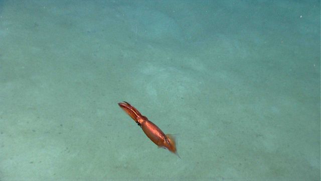 A beautiful iridescent copper-colored squid. Picture
