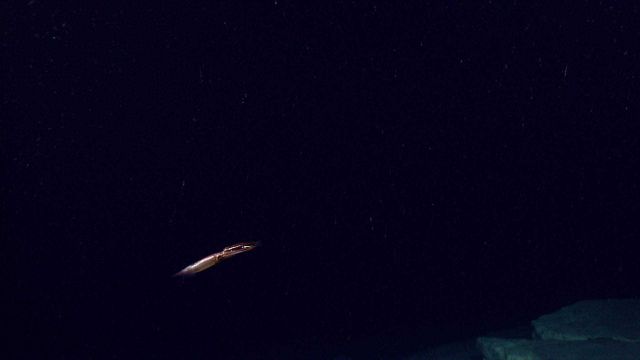 A beautiful iridescent copper-colored squid. Picture