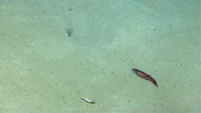 A squid propelling itself over a large white shrimp. Picture