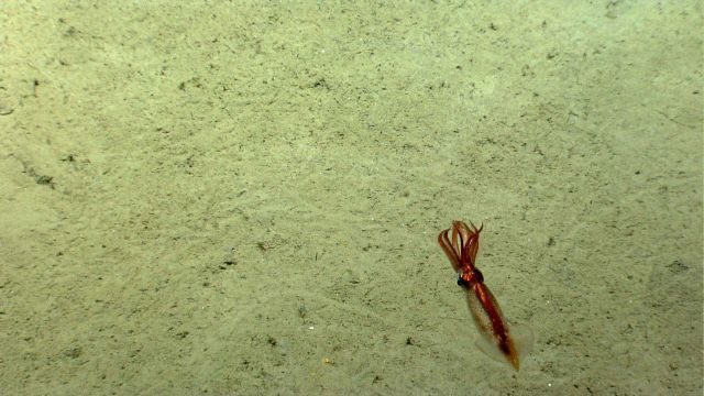 A beautiful iridescent copper-colored squid. Picture