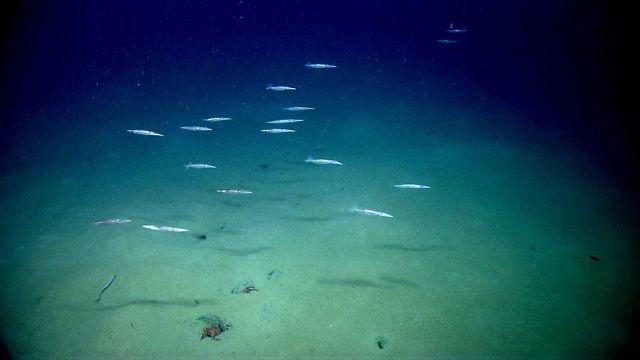 A school of squid Picture