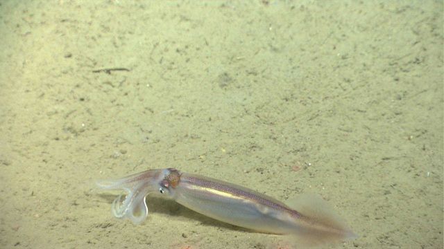 Squid on bottom. Picture