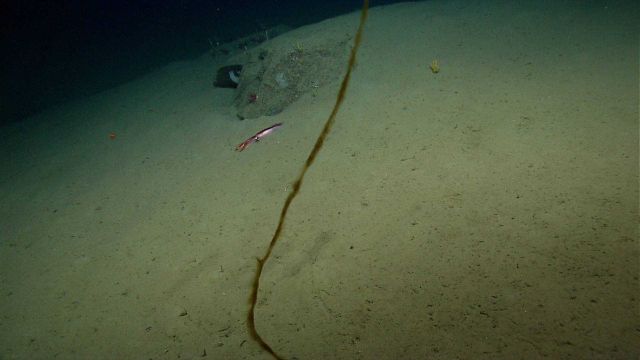 Squid with odd appearing linear object? material? in water column. Picture